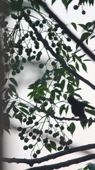 Closeup shot of a tree twig with green leaves in spring

