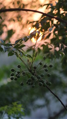 Silhouette of tree leaves with the sunset on the background

