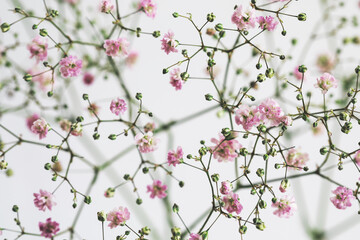 Beautiful pink Baby's Breath flowers bouquet close up