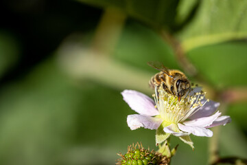 Bee on a white blackberry flower collecting pollen and nectar for the hive