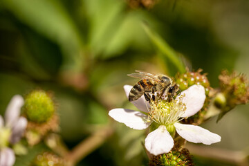 Bee on a white blackberry flower collecting pollen and nectar for the hive