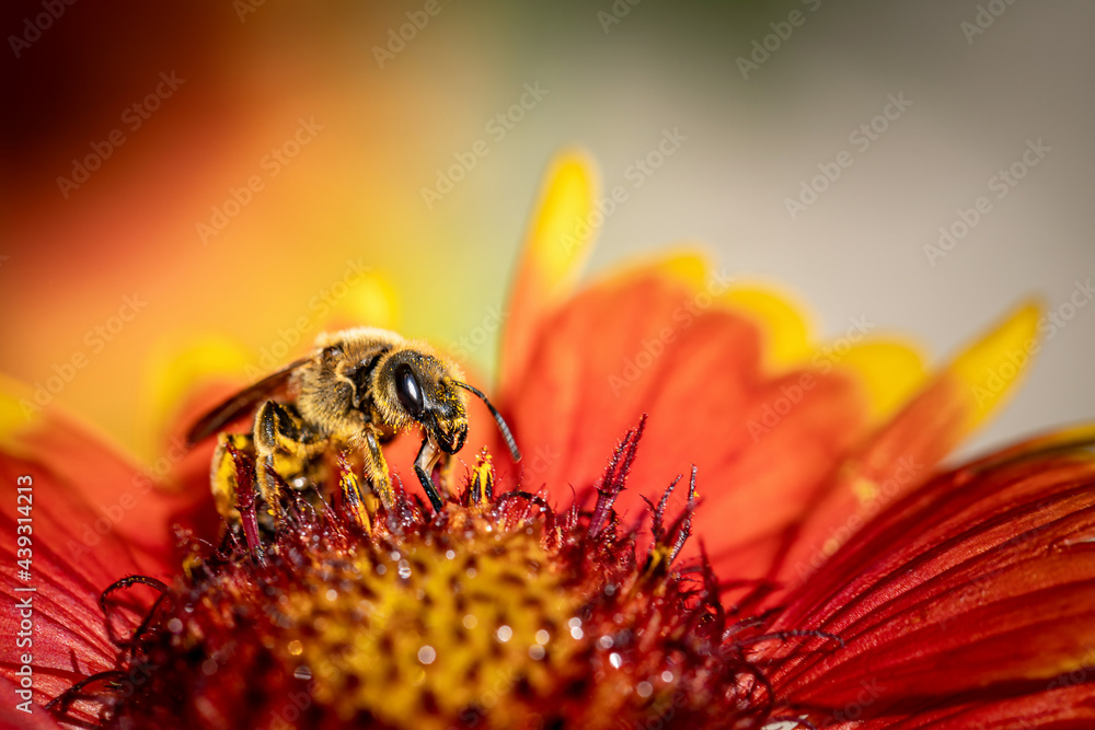 Wall mural bee on a orange flower collecting pollen and nectar for the hive