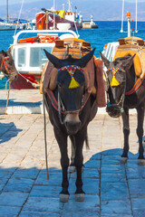Donkeys looking at us in Greek Island Hydra Saronikos Gulf - 439314214
