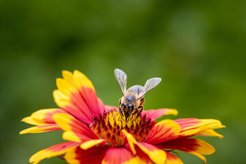 Bee on a orange flower collecting pollen and nectar for the hive