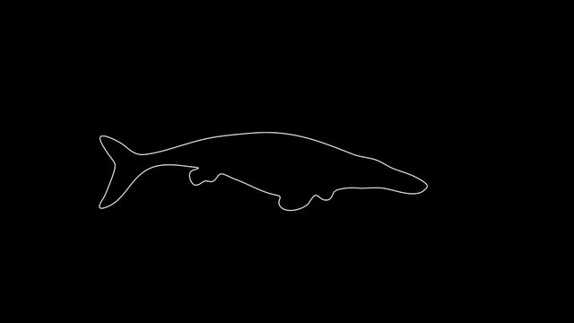 white linear silhouette of a mosaurus. the picture appears and disappears on a black background.