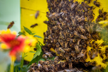 Bees entering the hive after gathering pollen and nectar from flowers