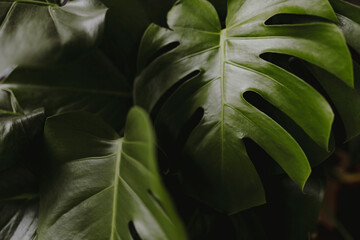 Naklejka na ściany i meble Closeup of split leaf philodendron