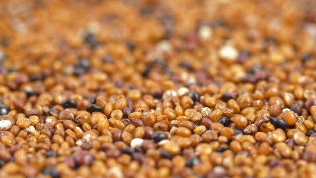 Canihua Seeds Rotating Background. Organic Superfood Chenopodium Pallidicaule as Goosefoot Quinoa. South American Grain. Healthy and Gluten Free Food Concept Background. 