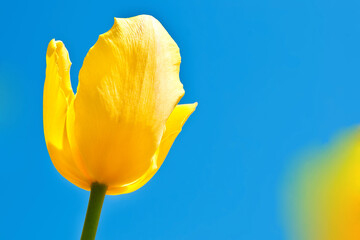 tulip © Roman Gorielov