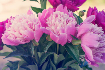 Close-up of peony buds. Floral background.