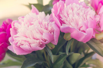 Close-up of peony buds. Floral background.