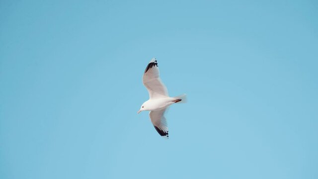 seagull bird gull flying in blue sky pigeon stork beak catch fish looking hunter hunting beach sea side water waves swan dove eagle wings birdwatching coastal animal worm feed eggs ducks summer nest