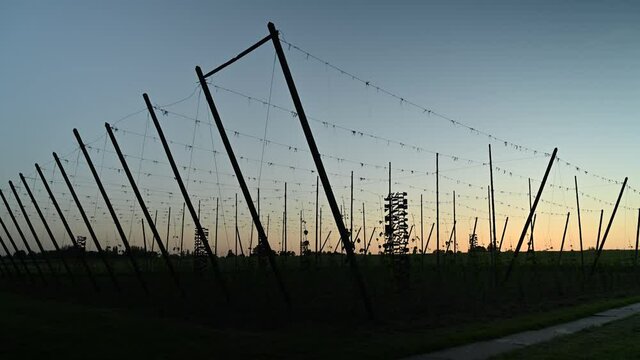 Bright yellow sunset over grape farmland. Day to night timelapse