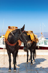 Donkey looking at ine side in Hydra Island Greece - 439315237