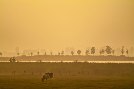 Sunset view of a Dutch polder with silhouettes of cyclists and cow