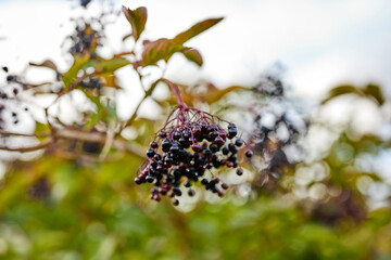 privet berries on a large bush in a garden