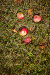 red apples from large apple tree in summer