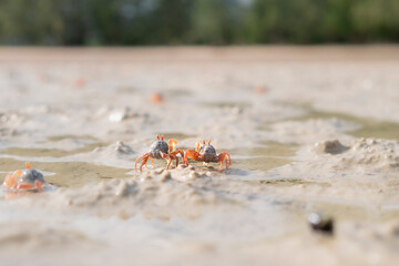 Soldier crabs (Sand-Bubbler crab, Dotilla myctiroides) usually come up on beach in evening when tide low. It quickly run away and cover itself in sand. It can found on beach of southern of Thailand.