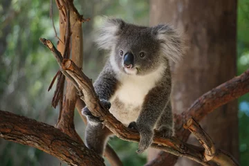 Schilderijen op glas Schattige koala op de boom. © Evgeniya