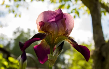 Foto op Plexiglas ilac iris flower illuminated by the sun. © Volha