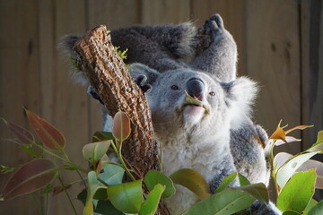 Cute koala is eating her lunch.