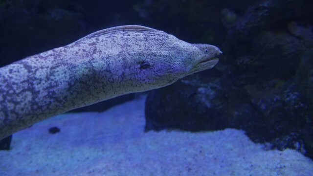 big moray in the sea close up
