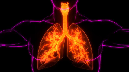 Fototapeta na wymiar Human Respiratory System Lungs Anatomy