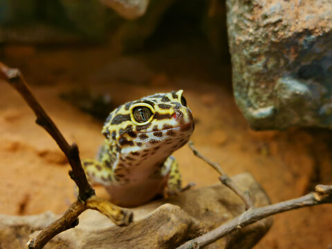 Curious Gecko