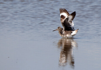 Godwit flapping it's wings while standing in shallow water