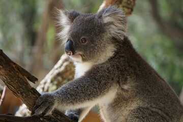 Cute koala on the tree.