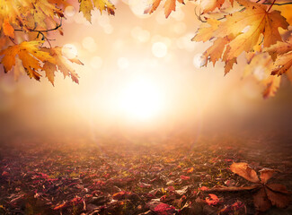 An autumn nature, fall background of blurred foliage and tree leaves at sunset in an autumn...