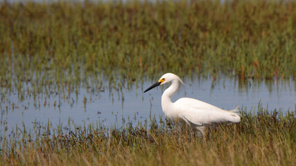 Great egret hunting in a shallow salt marsh
