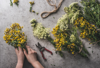 Woman hands preparing bundle of fresh medical herbs. Equipment like garden scissor, cord on grey concrete background. Natural and rustic concept. Top view