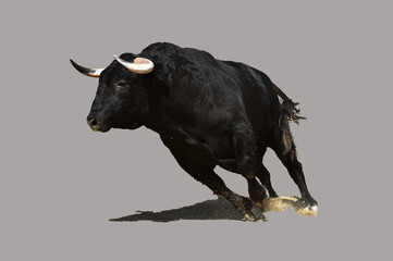 toro negro español con grandes cuernos - obrazy, fototapety, plakaty