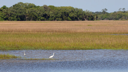 Saw-grass marsh with egrets in open water