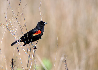 Male red winged blackbird on a small branch
