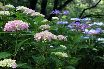 咲き始めの紫陽花　梅雨入り　（高知県　のいちあじさい街道）