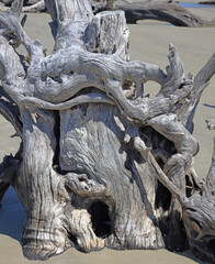 Fototapeta na wymiar Dead weathered tree roots embedded in a beach