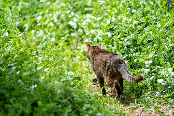 自然の中をおさんぽする猫