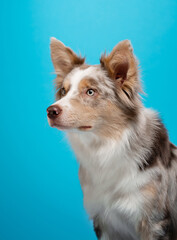 happy dog on a blue background. border collie funny portrait. 