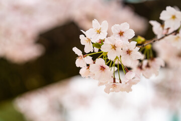 桜　ソメイヨシノ