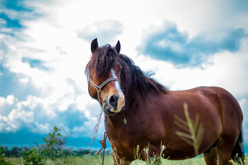 amazing horse in the field