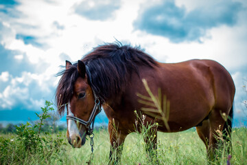 amazing horse in the field