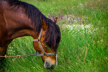 amazing horse in the field