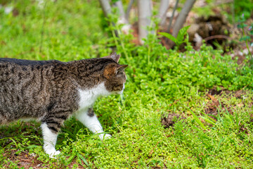 自然の中を歩く猫