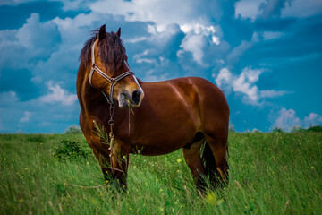 amazing horse in the field