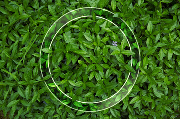 Natural background from juicy green leves with drops after rain.