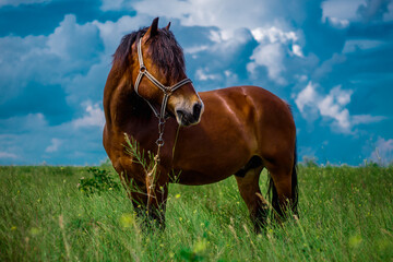 amazing horse in the field