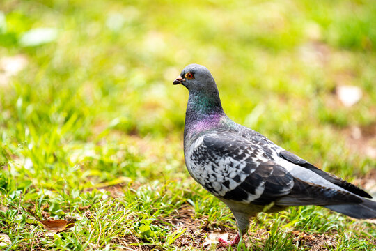 98 件の最適な 土鳩 画像 ストック写真 ベクター Adobe Stock 98 件の最適な 土鳩 画像 ストック写真 ベクター Adobe Stock