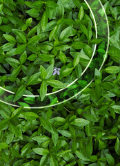 Natural background from juicy green leves with drops after rain.